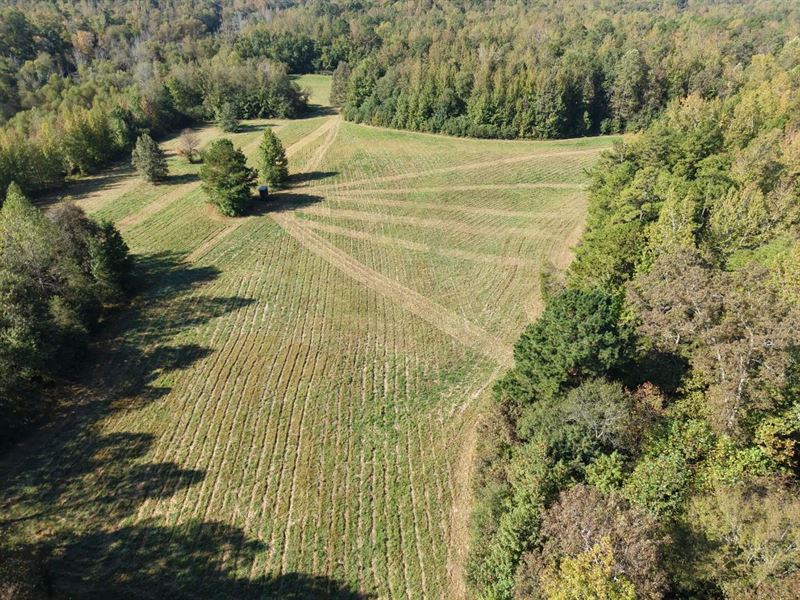 169.31 Acres in Hardeman County, TN : Middleton : Hardeman County : Tennessee