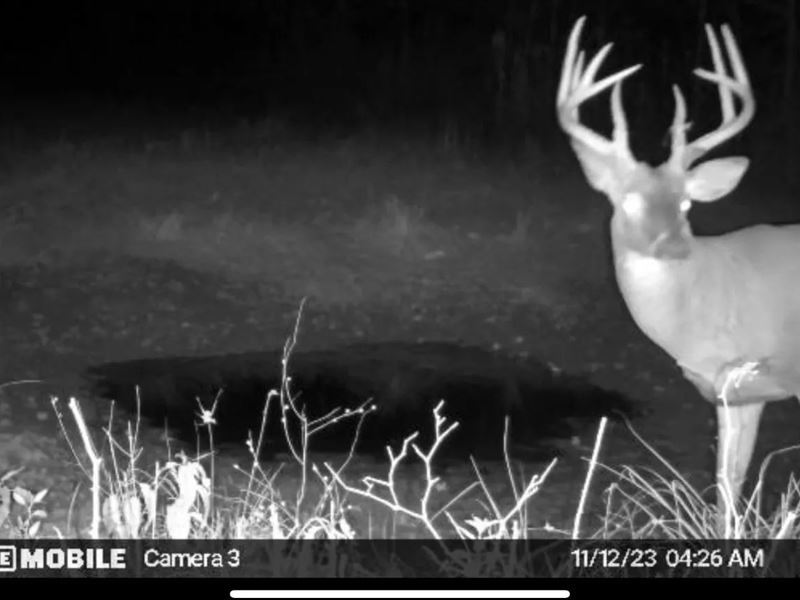 550 Acres in Chickasaw County, MS : Woodland : Chickasaw County : Mississippi