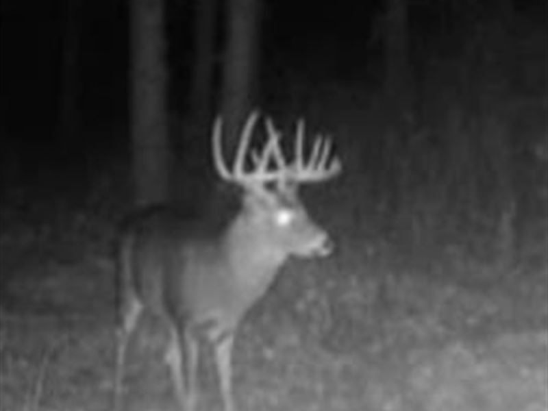 Marengo County Tract : Gallion : Marengo County : Alabama