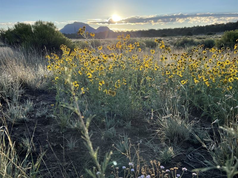 Sojourn Meadows : Datil : Catron County : New Mexico