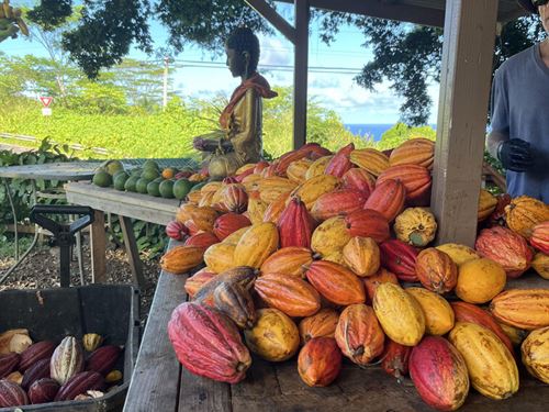 Self Sustainable Tropical Estate : Haiku : Maui County : Hawaii