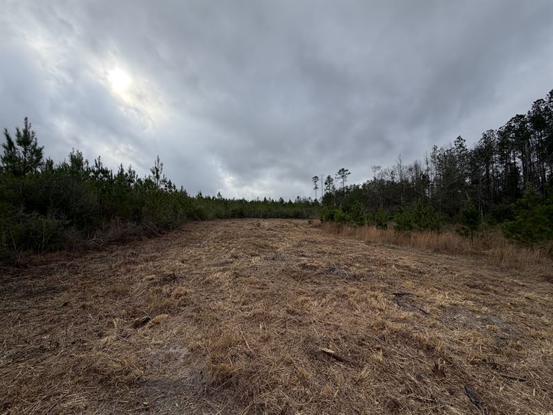 Fire Tower 125 Tract : Chatom : Washington County : Alabama