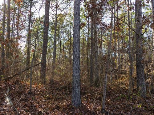 Start Your Homestead, $999 Down : Russellville : Franklin County : Alabama