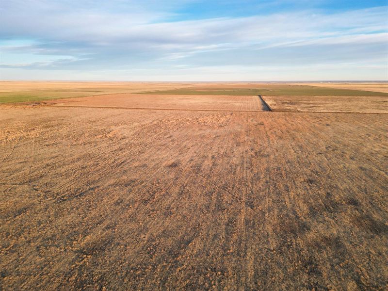 Texas and New Mexico Land Auction : Earth : Lamb County : Texas