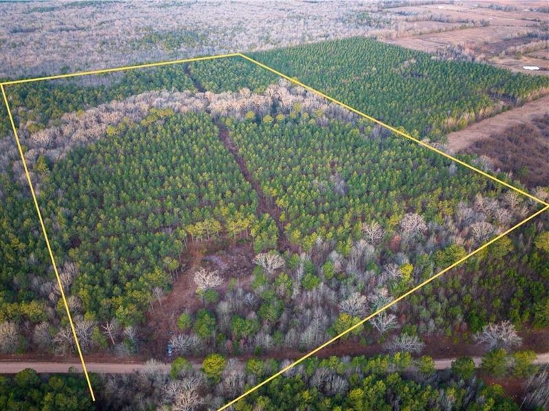 48 Acres, County Road 4320, 3704 : De Kalb : Bowie County : Texas