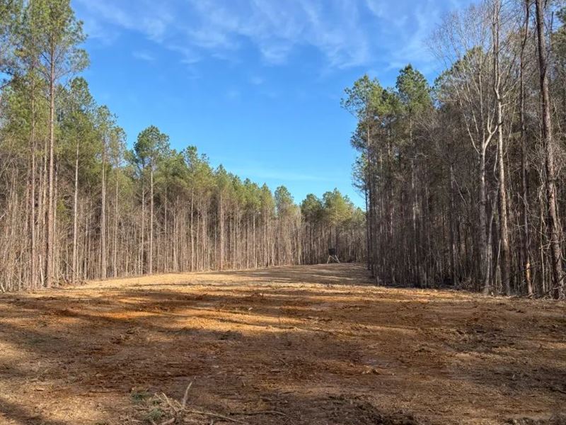 80 Acres in Calhoun County, MS : Calhoun City : Calhoun County : Mississippi