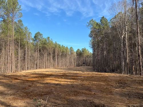 80 Acres in Calhoun County, MS : Calhoun City : Calhoun County : Mississippi