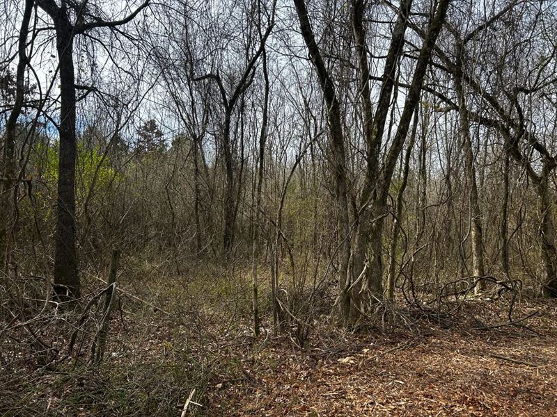 7.50 Acres Tract 10 in Montgomery : Oden : Montgomery County : Arkansas