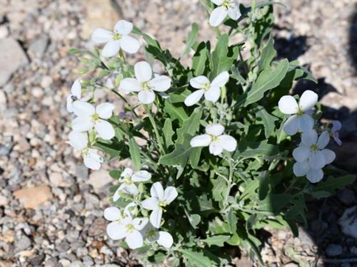 Panoramic 10-Acre Mountain View : Presidio City : Presidio County : Texas