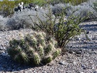 Panoramic 10-Acre Mountain View : Presidio City : Presidio County : Texas