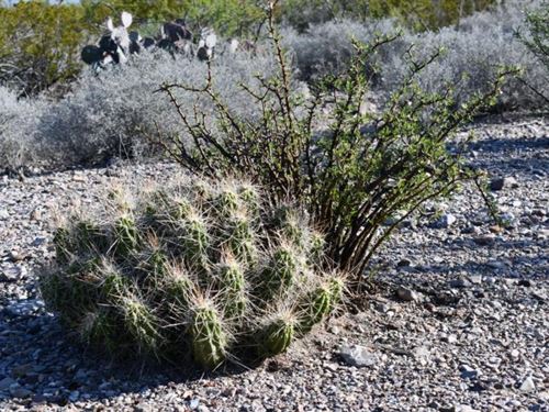Panoramic 10-Acre Mountain View : Presidio City : Presidio County : Texas