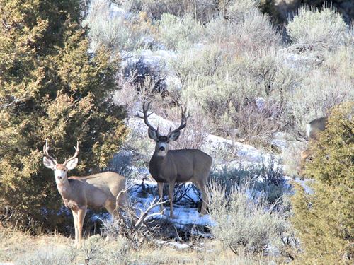 Elkville Ranch : Meeker : Rio Blanco County : Colorado