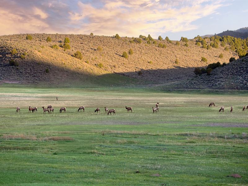 Piceance Creek Bottoms : Meeker : Rio Blanco County : Colorado