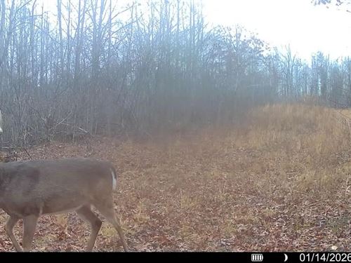 78 Acres in Benton County, TN : Holladay : Benton County : Tennessee