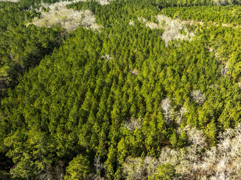 Sinkhole Road 15 Acres : Statesboro : Bulloch County : Georgia