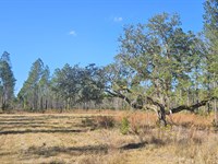 98 Acres, East Marion County, FL : Silver Springs : Marion County : Florida