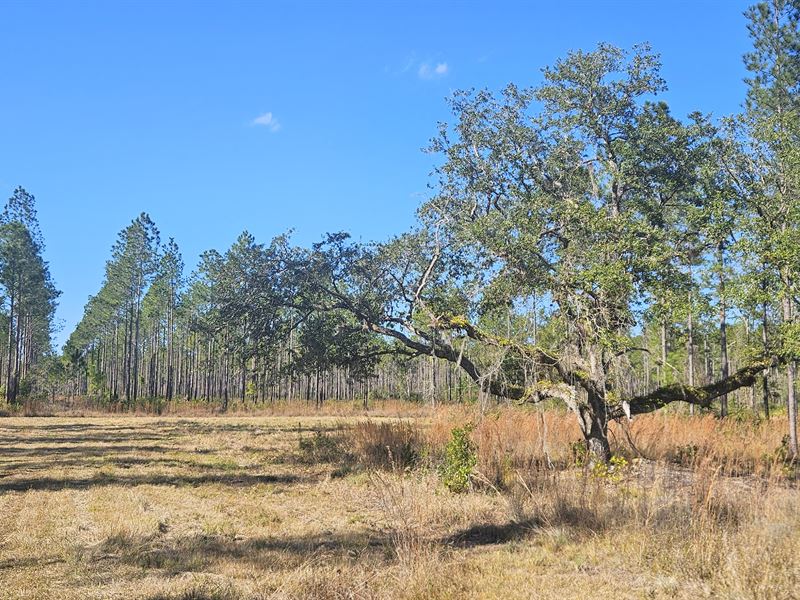 98 Acres, East Marion County, FL : Silver Springs : Marion County : Florida