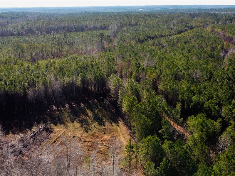 Lee County Road 28 Acres : Salem : Lee County : Alabama