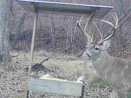 49 Acres in Winston County, MS : Louisville : Winston County : Mississippi