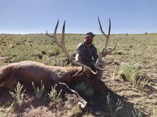 Catron County's Cat Hill Trophy Elk : Quemado : Catron County : New Mexico