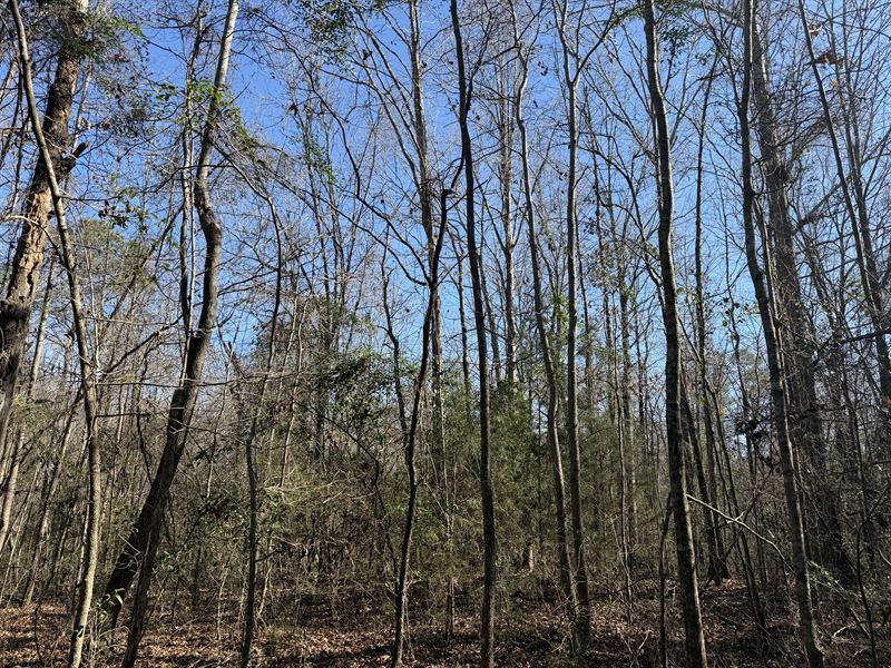 Harrison Road Tract-38 Acres : Honoraville : Crenshaw County : Alabama