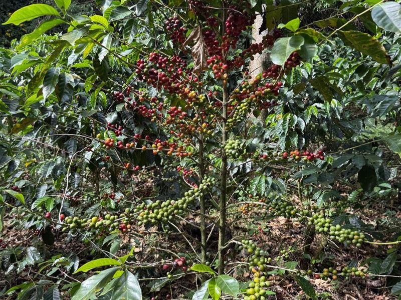 Beautiful Coffee Farm : Jerico San Jose : Costa Rica