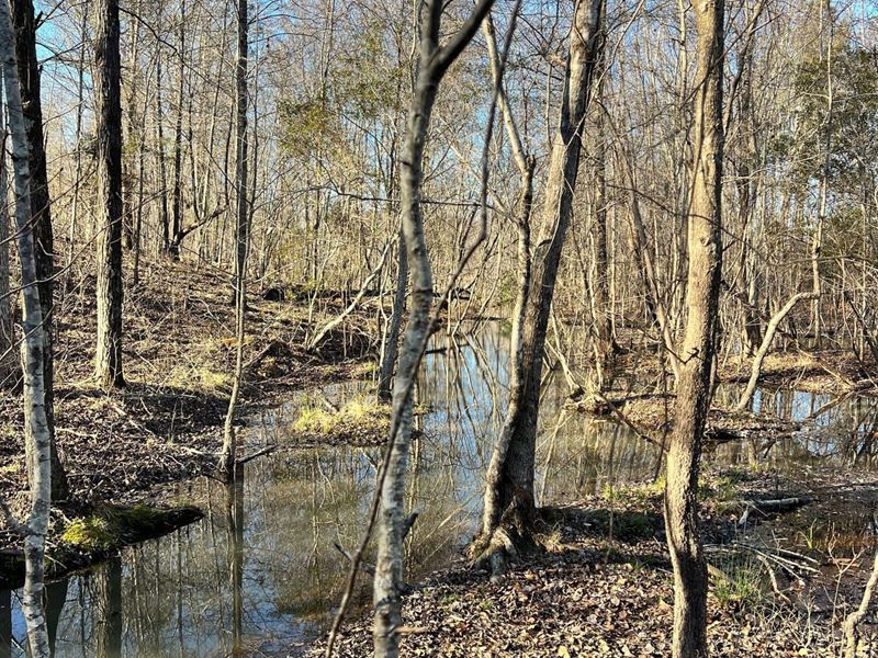 White Plains Tract : White Plains : Greene County : Georgia