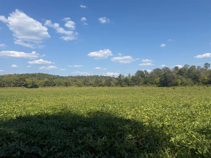 207.99 Acres in Decatur County, TN : Decaturville : Decatur County : Tennessee