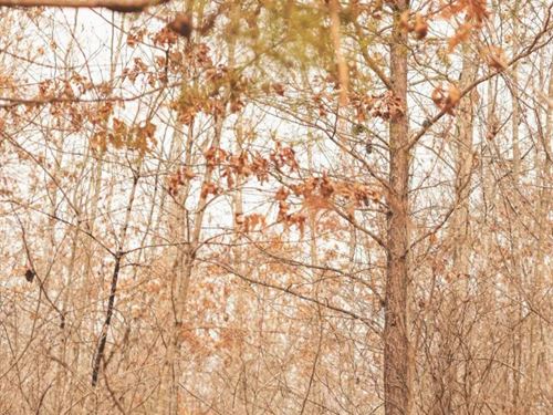 37.9 Acres in Marion County, TN : Palmer : Marion County : Tennessee