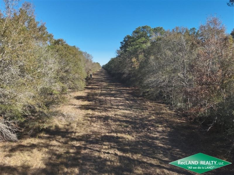 543 Ac Timberland & Hunting : Hull : Liberty County : Texas