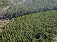 Tract 2, Greyhound Road, Mershon : Mershon : Bacon County : Georgia