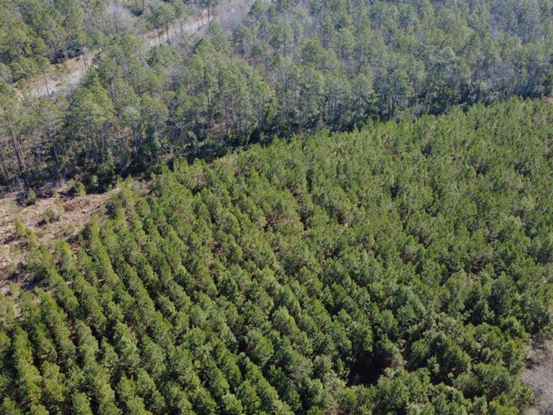 Tract 2, Greyhound Road, Mershon : Mershon : Bacon County : Georgia