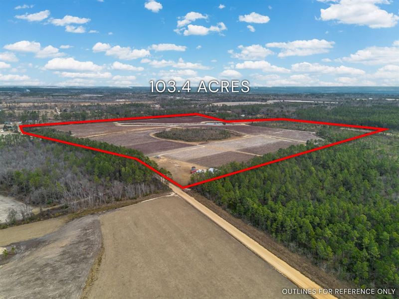 Premier Income-Producing Blueberry : Nicholls : Coffee County : Georgia