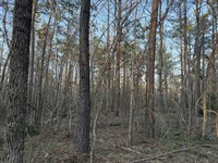 Hunting Land for Sale in Hardin Co : Adamsville : Hardin County : Tennessee