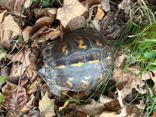 220 Acres in Butler & Ohio Counties : Morgantown : Butler County : Kentucky