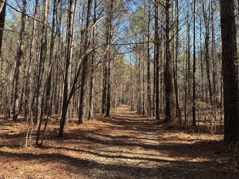 156 Acres Recreational/Timber : Gordo : Tuscaloosa County : Alabama