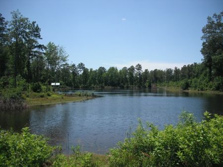 Managed Pine Timberland with 3 Pond : Roberta : Crawford County : Georgia