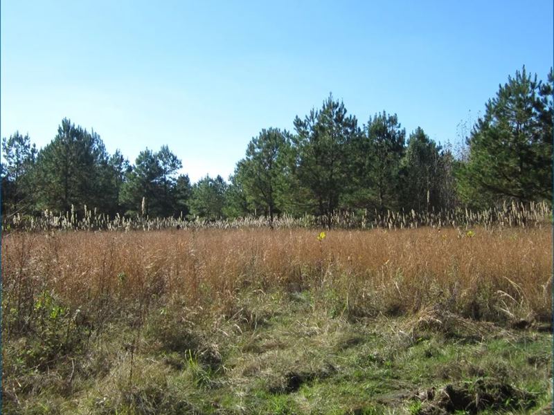 29.28 Acres Tract 2 in Tippah Cou : Walnut : Tippah County : Mississippi
