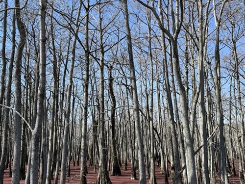 37 Acres in Leflore County in Minte : Minter City : Leflore County : Mississippi