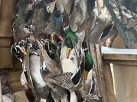 Bayou Deview Timber, Lodge, Shop : McCrory : Woodruff County : Arkansas