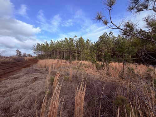 Carr Station Pines at Lake Sinclair : Sparta : Hancock County : Georgia