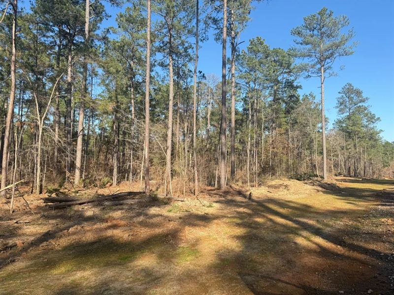 King Estates Lot 10 9-Acre Wooded : Ruston : Lincoln Parish : Louisiana