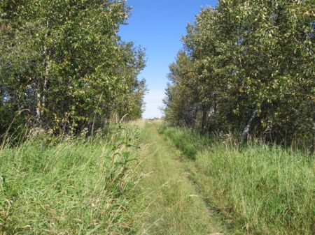 North Woods Land Near Lake : Warroad : Roseau County : Minnesota