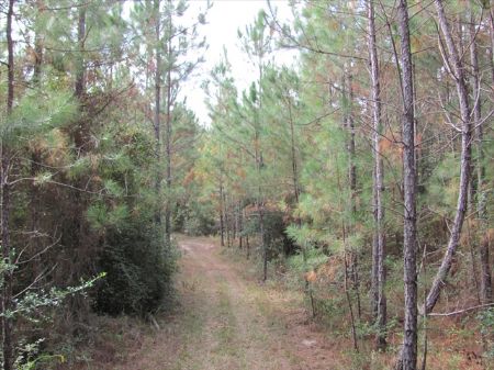 Allen Parish Timberland for Sale : Reeves : Allen Parish : Louisiana
