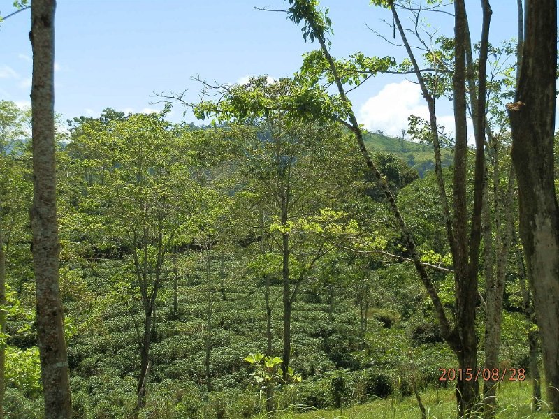 621 Acres Coffee Finca : La Suiza De Turrialba : Costa Rica