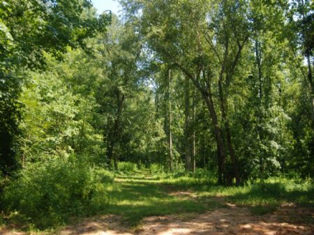 91 Acres Of Timberland and Hunting : Pacolet : Spartanburg County : South Carolina