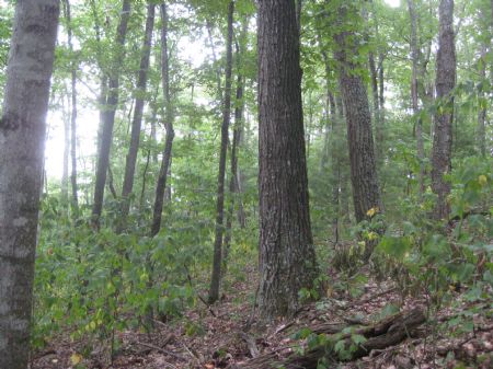 626 Acre Mountain Tract : White Sulphure Springs : Greenbrier County : West Virginia
