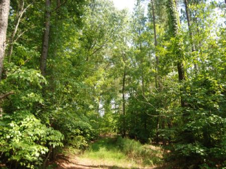 208 Acre Timber/recreational Tract : Union : Union County : South Carolina