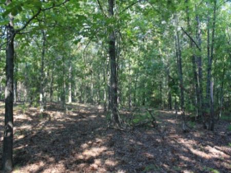 307acre Tract Excellent for Hunting : Sparta : Hancock County : Georgia