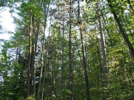 40+ Ac in Lac Du Flambeau : Lac Du Flambeau : Vilas County : Wisconsin